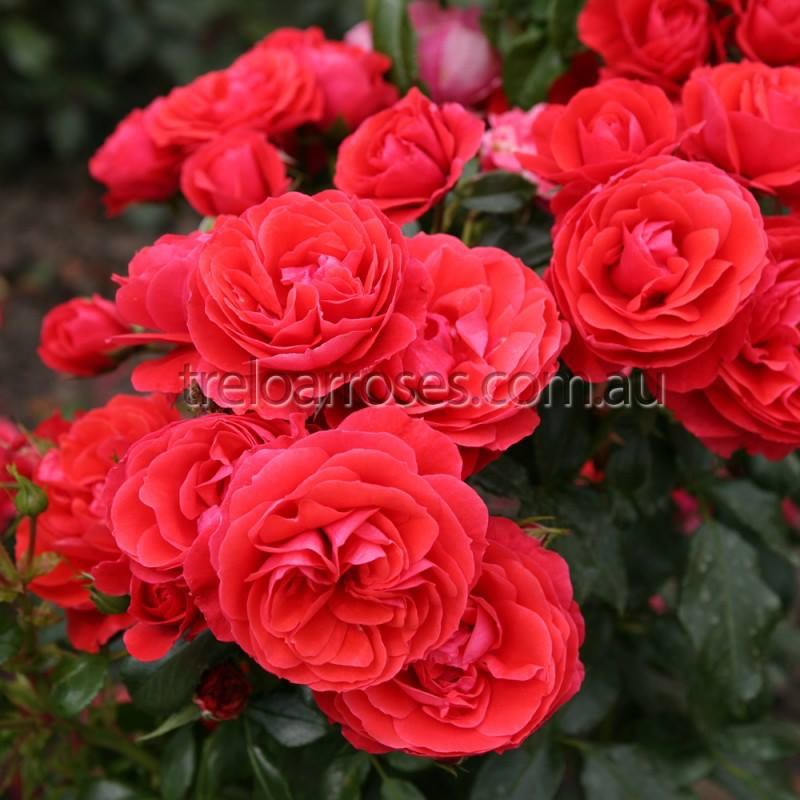 ‘Gift of Friendship’ Rose now available to order